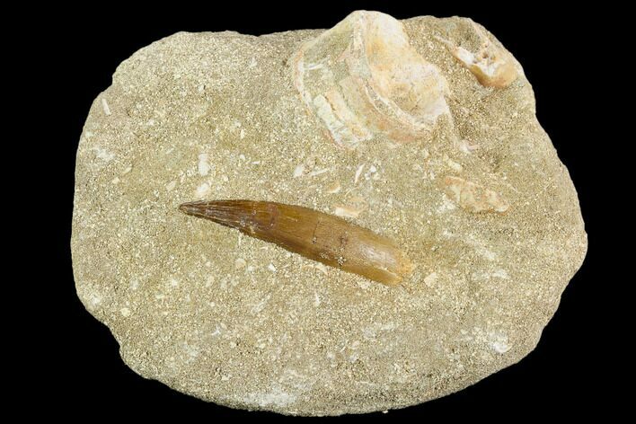 Fossil Plesiosaur (Zarafasaura) Tooth - Morocco #127462